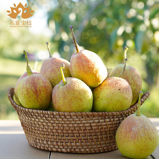 新疆孔雀金枝 树上熟库尔勒香梨 核心产区 当季采摘 脆甜多汁 商品图8
