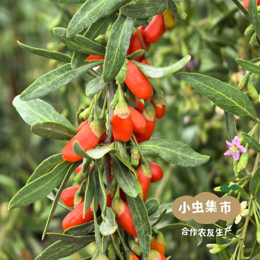 柴达木有机干枸杞 150g/罐 | 合作农友生产，产自青海柴达木盆地，生产者：龙绍海 &【公平贸易农人定价】 商品图3