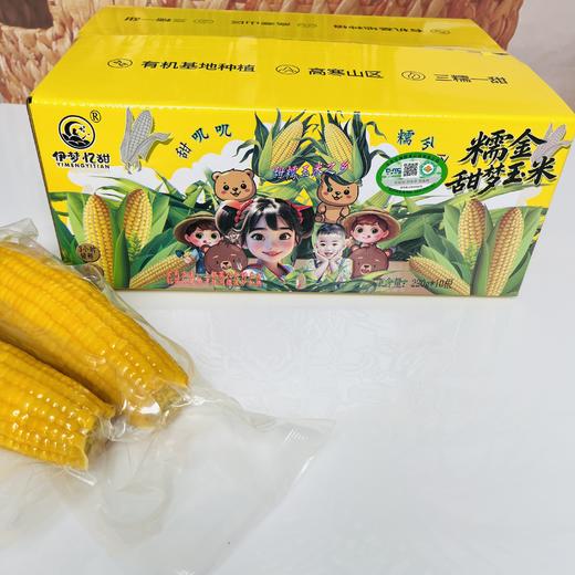 【山西静乐黄糯玉米10根】甜糯鲜嫩，真空锁鲜包装，高压灭菌，粗粮早餐的不二选择！ 商品图2