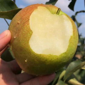 【香甜爆汁】山西玉露香梨 水果梨子 4.5斤/8.5斤礼盒装