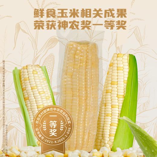 【麦麦SY】大穗甜糯白玉米260g*8根 | 整箱鲜嫩超半斤含叶酸 商品图2