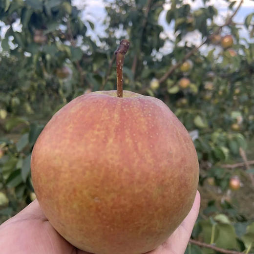 【香甜爆汁！】山西玉露香梨 4.5斤/8.5斤礼盒装 个头饱满，果肉嫩、汁水多、皮薄核小，脆甜爽口 商品图3