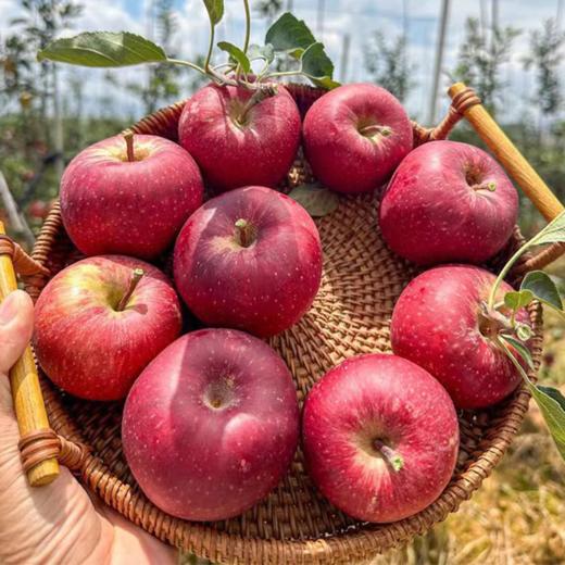  【四川巴克艾苹果礼盒】高原直采，果面全红，酸甜黄金比超惊艳！ 商品图2