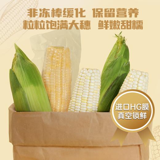 【麦麦SY】大穗甜糯白玉米260g*8根 | 整箱鲜嫩超半斤含叶酸 商品图5