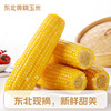 【48小时内发货】基地直发 | 生态黄糯玉米 | 吉林松原 商品缩略图1