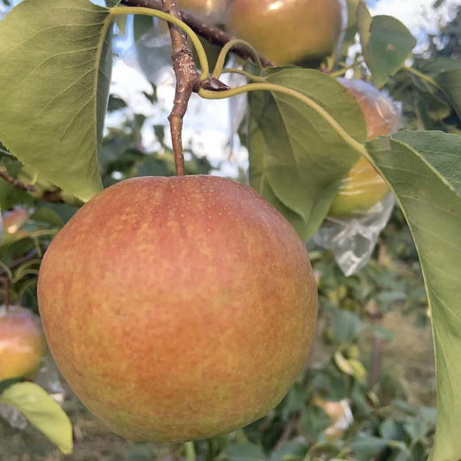 【香甜爆汁！】山西玉露香梨 4.5斤/8.5斤礼盒装 个头饱满，果肉嫩、汁水多、皮薄核小，脆甜爽口 商品图2