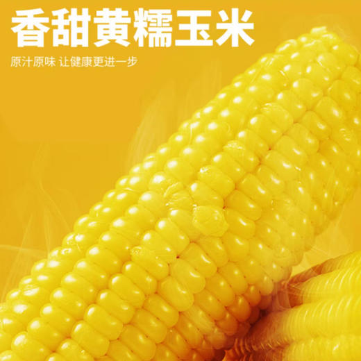 【48小时内发货】基地直发 | 生态黄糯玉米 | 吉林松原 商品图3