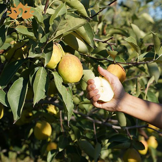 新疆孔雀金枝 树上熟库尔勒香梨 核心产区 当季采摘 脆甜多汁 商品图9