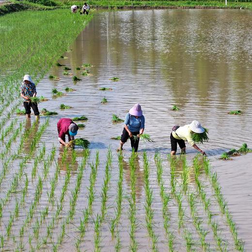 土净则米净，泥土换米活动 商品图3