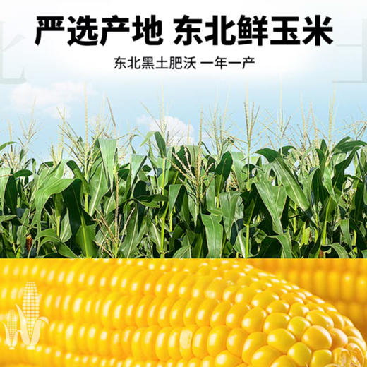 【48小时内发货】基地直发 | 生态黄糯玉米 | 吉林松原 商品图2