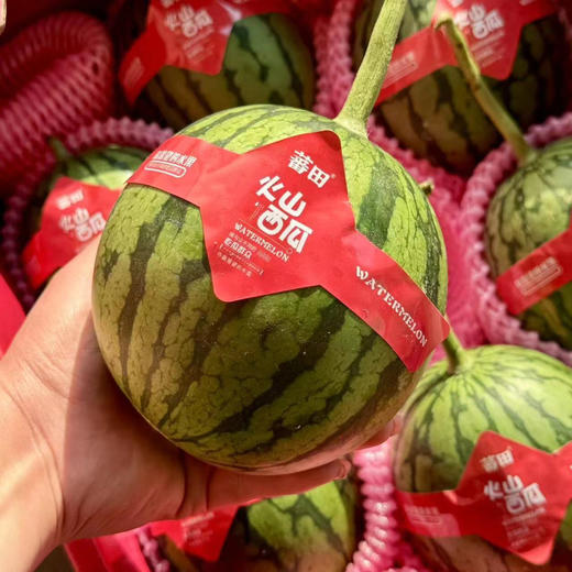 【蕃田-火山小西瓜】
沾刀即裂，沾牙即碎，入口即化……真是无法形容的酥脆！脆口小西瓜，西瓜味浓，超级香甜！
秋季极品！4-5斤/份，2粒 商品图1