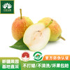 新疆孔雀金枝 树上熟库尔勒香梨 核心产区 当季采摘 脆甜多汁 商品缩略图0