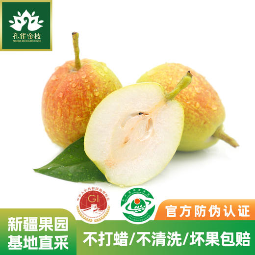 新疆孔雀金枝 树上熟库尔勒香梨 核心产区 当季采摘 脆甜多汁 商品图0