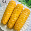 【拉丝玉米】东北甜糯玉米 240g/根*8根 商品缩略图1