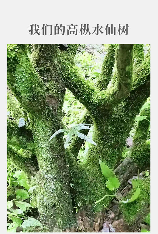 高枞水仙 正岩 荔枝木碳焙 6泡*8.3克 约50克 老枞味显 岩韵好 商品图6