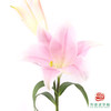 VDB百合-粉铁炮 5枝一扎 商品缩略图0