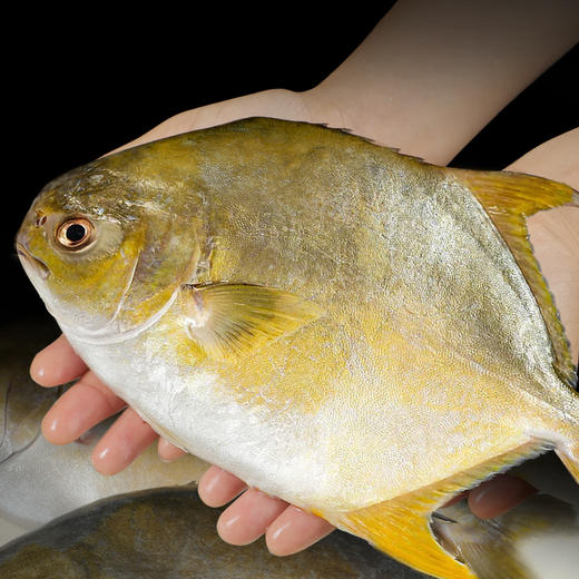 大号金鲳鱼新鲜冷冻  商品图0