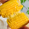 【拉丝玉米】东北甜糯玉米 240g/根*8根 商品缩略图4