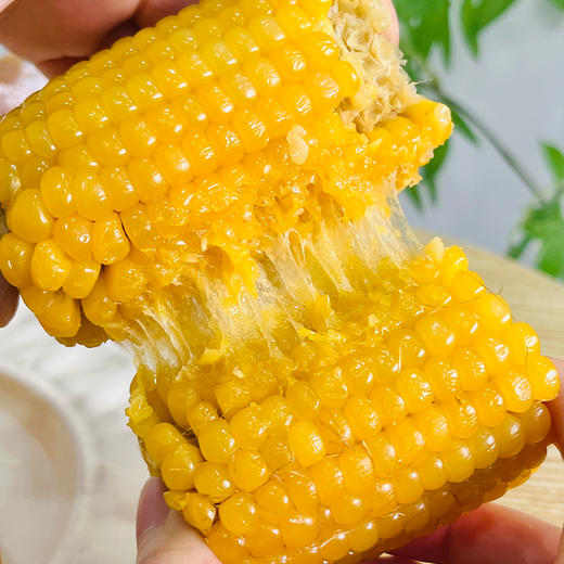 【拉丝玉米】东北甜糯玉米 240g/根*8根 商品图4