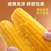 万农鲜-香糯玉米200g 商品缩略图1