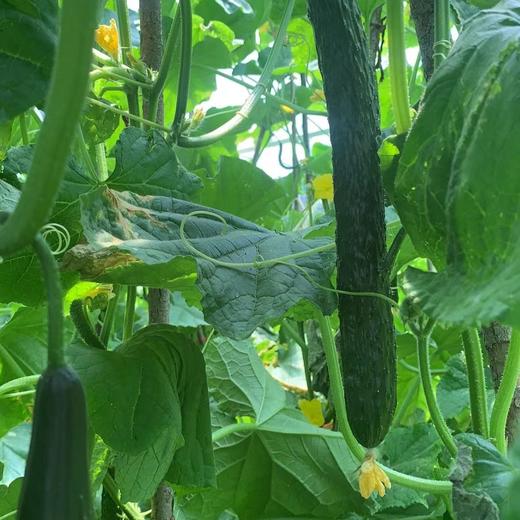 生态包菜/黄瓜（山西）| 合作生产*Ecological cabbage&cucumber | Partner Production 商品图2