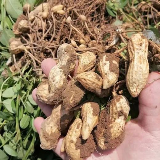 有机花生油，小榨原香，纯正香浓，品质安心 商品图5