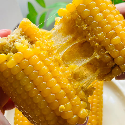 【拉丝玉米】东北甜糯玉米 240g/根*8根 商品图0