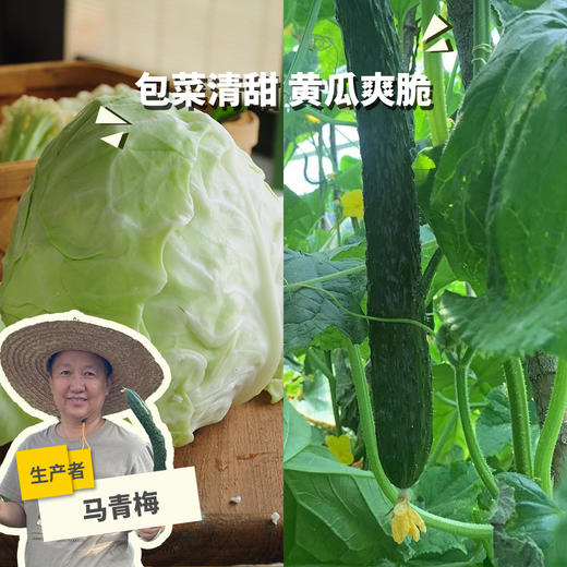 生态包菜/黄瓜（山西）| 合作生产*Ecological cabbage&cucumber | Partner Production 商品图0