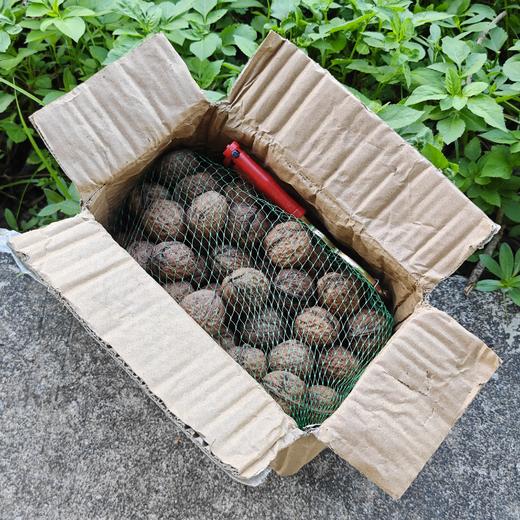 野生鲜核桃| 合作生产* Feral fresh nut | Coprodution 商品图4
