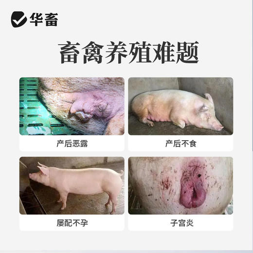 宫炎净100ml 产后冲洗排恶露 产后保健子宫清理 母畜消炎 商品图1