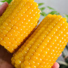 【拉丝玉米】东北甜糯玉米 240g/根*8根 商品缩略图3