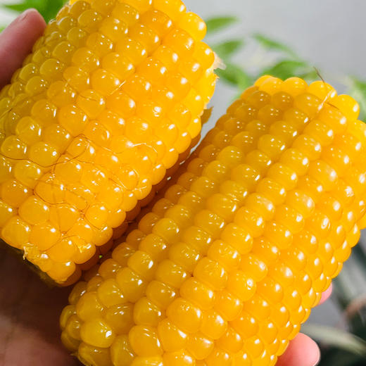 【拉丝玉米】东北甜糯玉米 240g/根*8根 商品图3