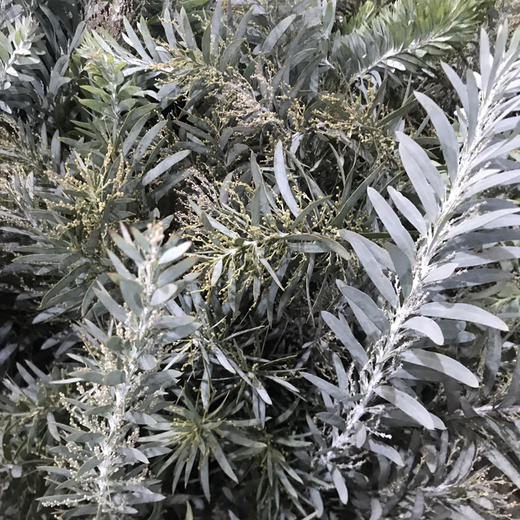 蓝梦相思 商品图1