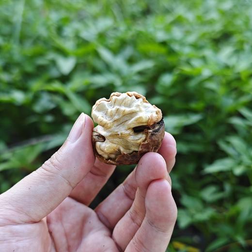 野生鲜核桃| 合作生产* Feral fresh nut | Coprodution 商品图3