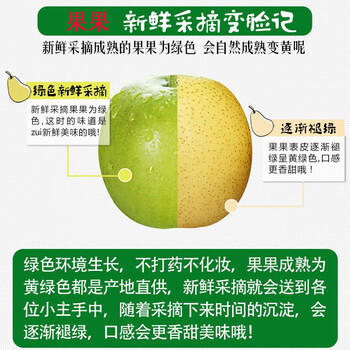 京鲜生河北皇冠梨 净重4.5斤 单果200g+  生鲜水果 源头直发 商品图2