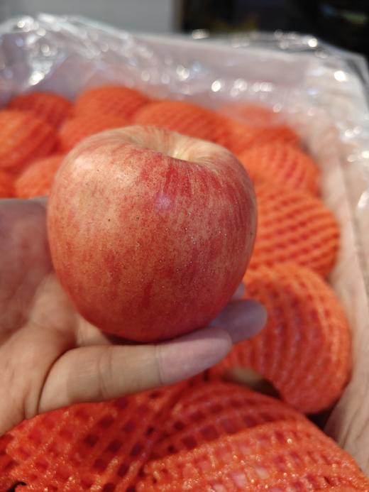 【团购特惠】洛川苹果，浓郁的苹果香，一口嘎嘣脆，汁水又多脆又甜，皮薄、核小食之有味~ 商品图4