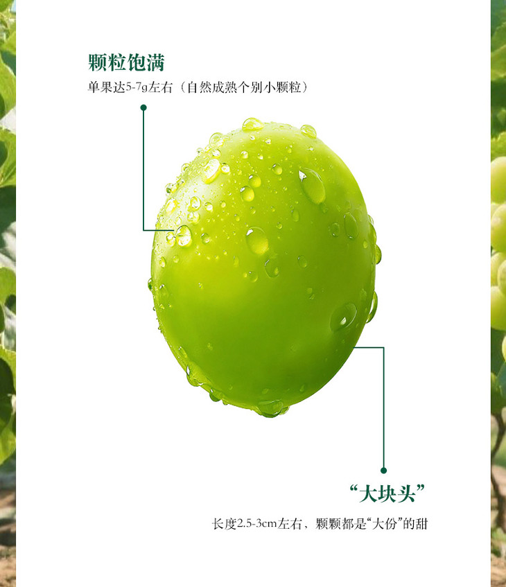 梦境香妃详情页_05.jpg 梦境香妃详情页_05.jpg