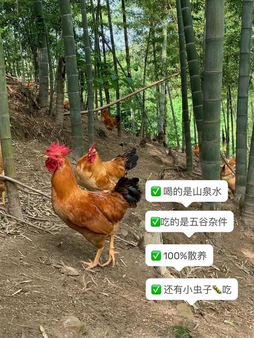 现杀淮南王黑脚大公鸡55.8元1只2.9-3.5斤，预售周二到 商品图0