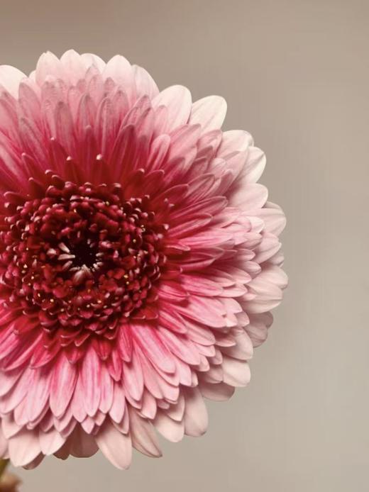 弗朗菊丨维也纳丨10支丨单拍不发 商品图1