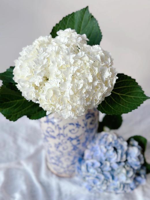 【混色绣球花】快递：顺丰冷链/中通/Ems，快递模版：新疆西藏内蒙古海南不发，甘肃、宁夏、青海不发黑龙江、辽宁、吉林+5元，乡镇不售后。 商品图2