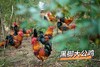 现杀淮南王黑脚大公鸡55.8元1只2.9-3.5斤，预售周二到 商品缩略图4