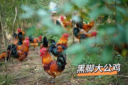 现杀淮南王黑脚大公鸡55.8元1只2.9-3.5斤，预售周二到 商品图4