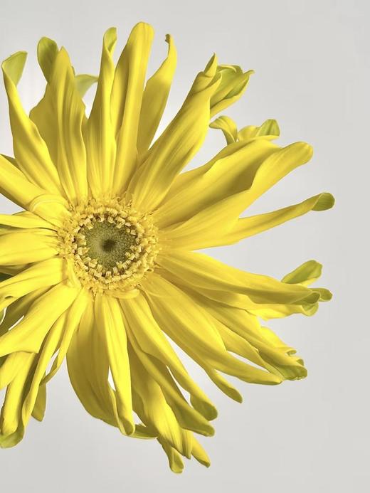 弗朗菊丨堪培拉丨10支 商品图2