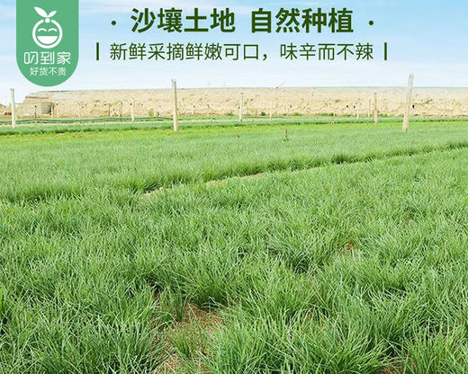 宁夏高原新鲜沙葱（200g±10g/份） 商品图4