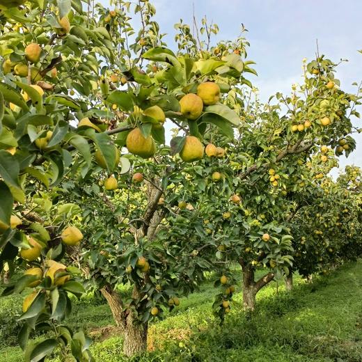 【新疆库尔勒香梨】一口甜到心尖❗脆爽多汁，细腻无渣，天山雪水💦滋养的甜蜜宝藏，润喉又解渴 商品图2