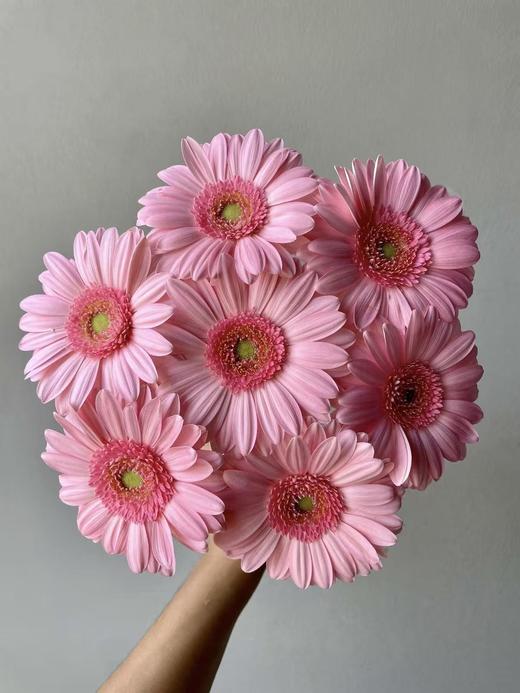 弗朗菊丨静香丨10支 商品图1