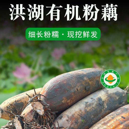 【48小时内发货】基地直发 | 洪湖有机粉藕 | 湖北荆州 商品图0