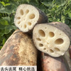 【48小时内发货】基地直发 | 洪湖有机粉藕 | 湖北荆州 商品缩略图3