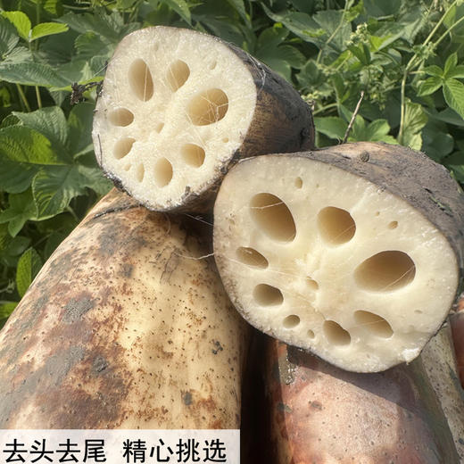 【48小时内发货】基地直发 | 洪湖有机粉藕 | 湖北荆州 商品图3