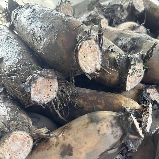 【48小时内发货】基地直发 | 洪湖有机粉藕 | 湖北荆州 商品图2